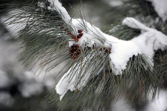 conif&egrave;re en hiver