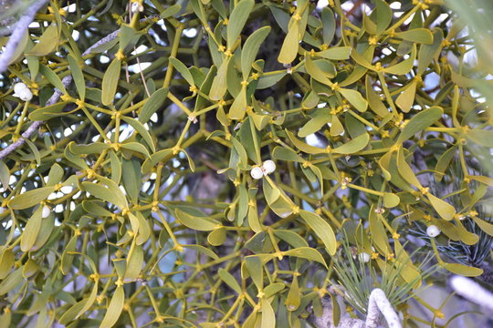 vischio bianco. Viscum album. Il vischio &egrave; una pianta sempreverde epifita, emiparassita di numerosi alberi, soprattutto latifoglie
