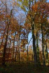 Obraz premium Herbstwald bei Ratingen, NRW, Deutschland