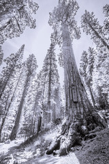 B&W Giant Sequoia Tree