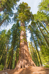Fototapeta premium Giant Sequoia Tree