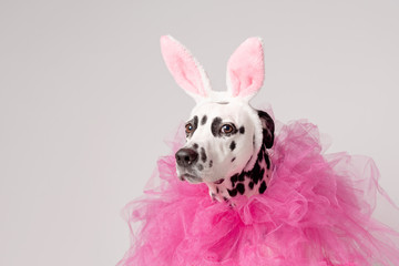Portrait of dalmatian dog with pink rabbit ears and pink collars on white background. Easter...