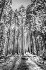 Ponderosa Pines Backlit