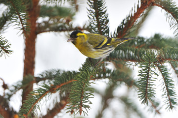 Erlenzeisig im Winter