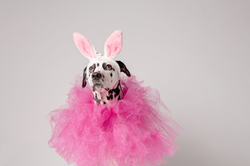 Portrait of dalmatian dog with pink rabbit ears and pink collars on white background. Easter concept. Copy space