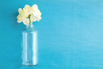 Buds of beige flowers in a glass bottle. View from above. Blue paper background.
