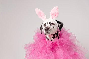 Portrait of dalmatian dog with pink rabbit ears and pink collars on white background. Easter party concept