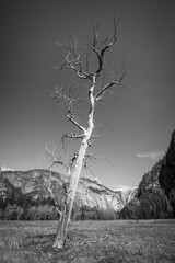 Dead Weathered Tree in Yosemite Valley