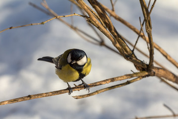 nice blue great tit bird which sits on branch