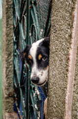 Salvador, Bahia, Brasil. Fevereiro 2019. Cachorro olhando por fresta de portão.