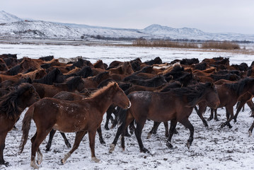 roaming wild on the snow. Wild horse gang