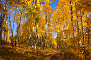 Fototapeta premium Colorado in the Autumn