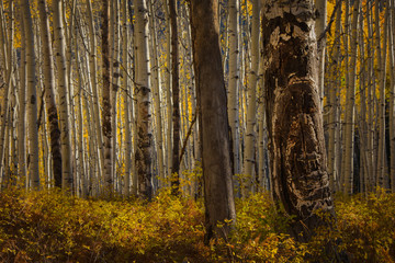 Colorado Autumn Leave