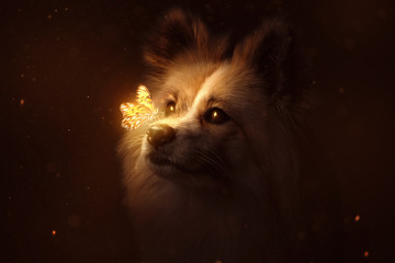 Hund mit leuchtendem Schmetterling auf der Nase