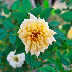 yellow flower in the garden