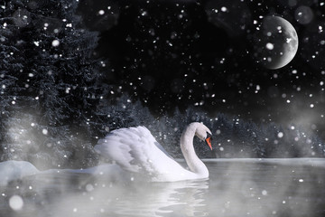 Einsamer Schwan schwimmt bei Schneetreiben in der Nacht