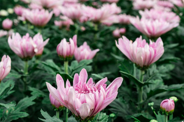 Fototapeta na wymiar Close up side view of pastel pink Chrysanthemum flowers starting to bloom with selective focus