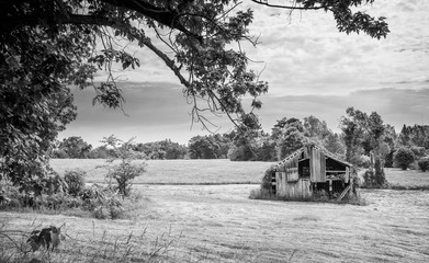 Old Barn in a Hayfield