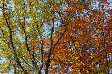 Blick in eine herbstliche Baumkrone einer Rotbuche, Ratingen, NRW, Deutschland