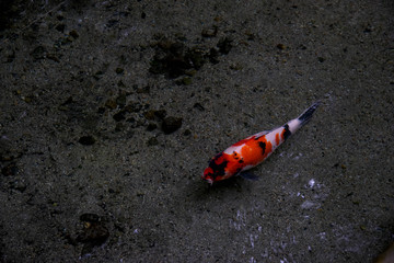 koi fish in the pond