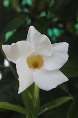 Obraz premium Close-up flowers