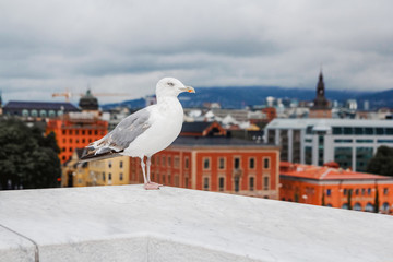 A large white seagull on a background walking along a parapet against a background of green trees...