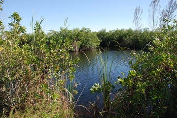 Everglades