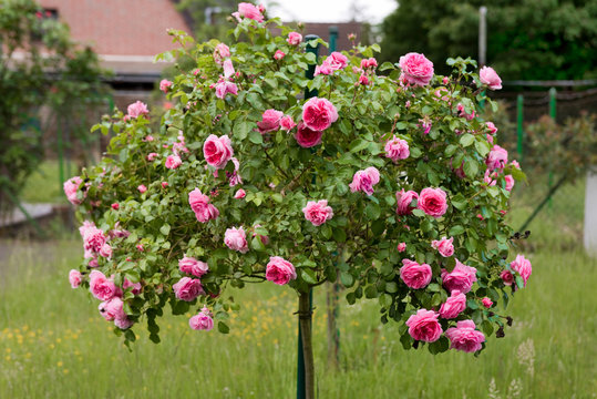 Rosen, Rosenbaum, Garten