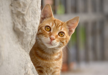 Cute red tabby cat kitten peering from behind a wall