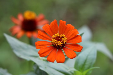 Beautiful fully open blooming Zinnia flower with single row of thick orange petals with yellow center surrounded with green leaves and other flowers in background on warm sunny day