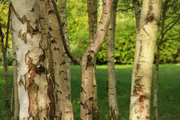silver birch tree trunks in summer time, felled