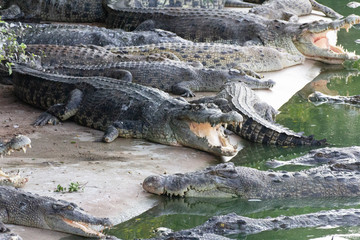 Crocodiles by a lake with other animals nearby