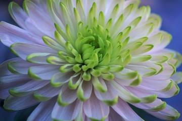 green flower closeup