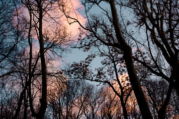Silhouettes of trees with a sunset background