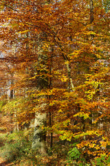 Herbstwald bei Ratingen, NRW, Deutschland