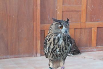 Lovely Animal