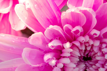 Pink chrysanthemum petals and drops of water