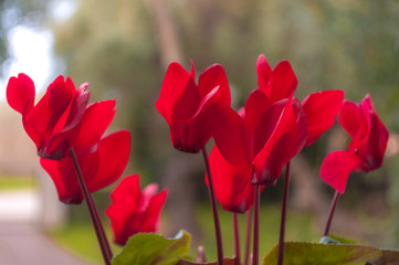 Closeup of red cyclamens