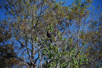 Baum Florida