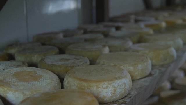 Production of Serro cheese in Minas Gerais