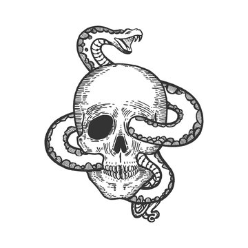 Snake in human skull sketch engraving vector illustration. Scratch board style imitation. Black and white hand drawn image.