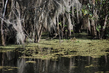 Everglades Florida