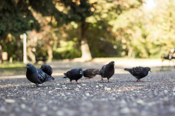 Pigeons eating crumbs
