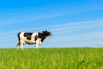 cows graze on a green field in sunny weather, layout with space for text - 250868068