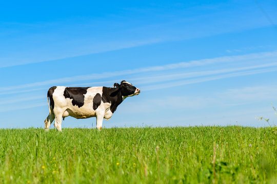 cows graze on a green field in sunny weather, layout with space for text