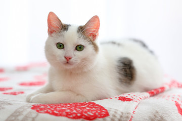 Young white cat closeup portrait