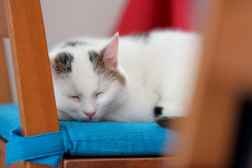 Young cute cat closeup sleeping portrait