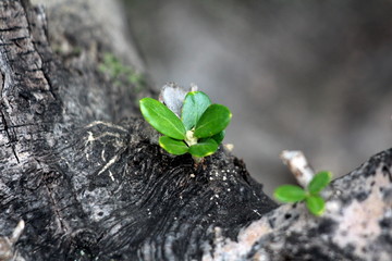 Bunch of small young fresh thick green leaves growing in a bunch from old tree bark in local garden on warm sunny day