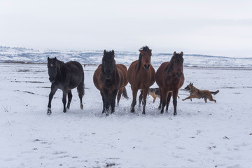 roaming wild on the snow. Wild horse gang