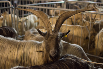 Goat 8